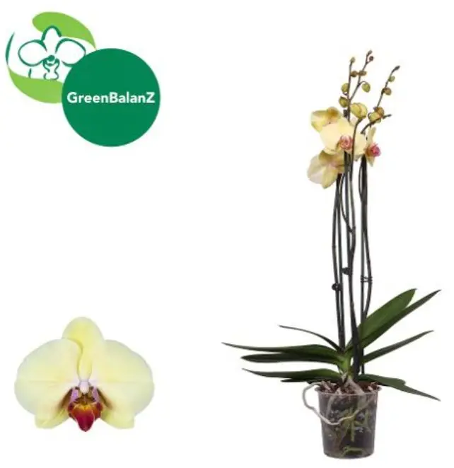 Kuuking 'Desert Breeze' 3v P12/55cm