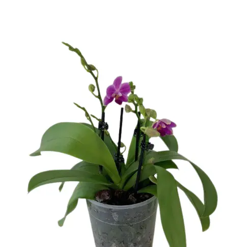 Kuuking 'Dora Blue' 2v
