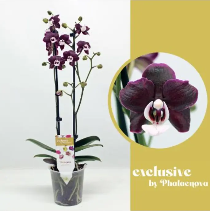 Kuuking 'Exclusive Dark Red/Black' 2v P12/55cm