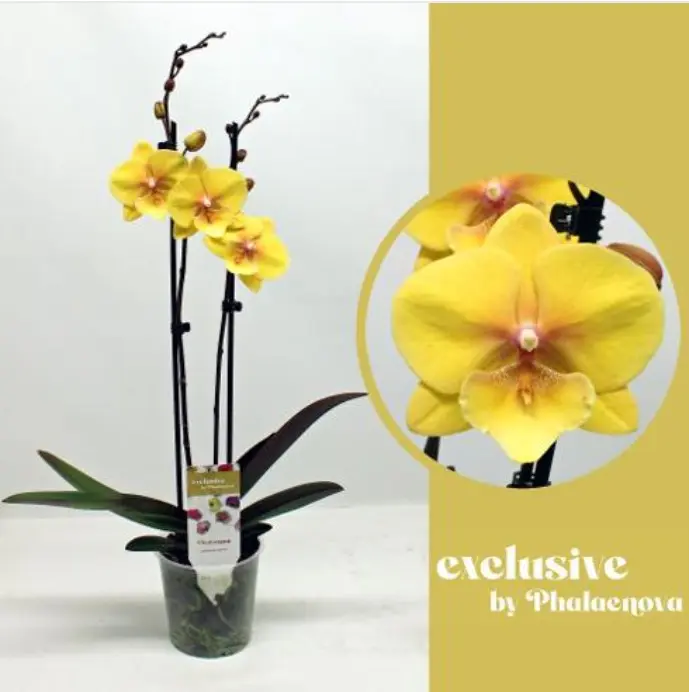 Kuuking 'Exclusive Gloria' 2v P12/60