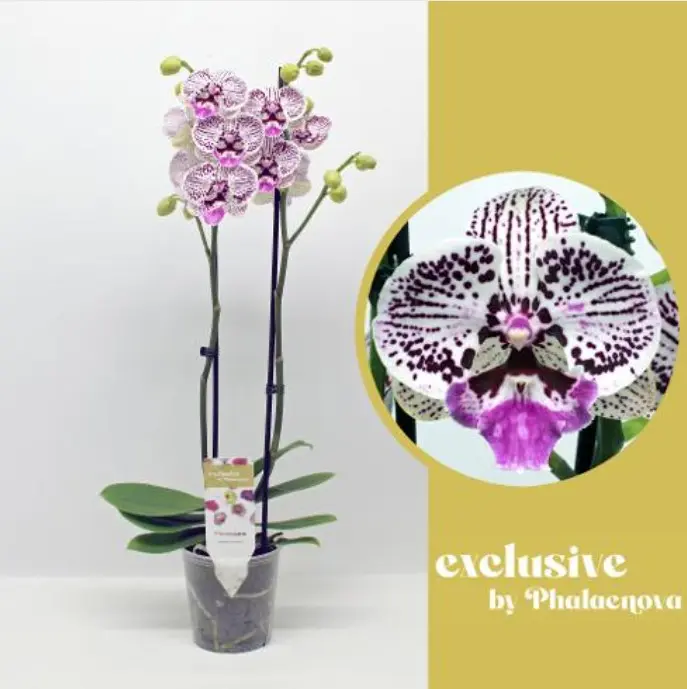 Kuuking 'Exclusive Zoe' 2v P12/60cm