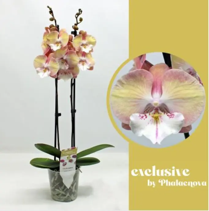 Kuuking 'Exclusive orange' 2v P12/50cm