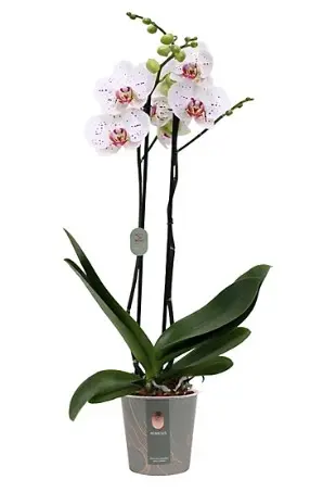 Kuuking 'Goya' 2v P12/65cm