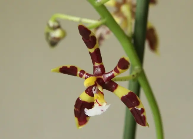 Kuuking 'Mannii Dark'