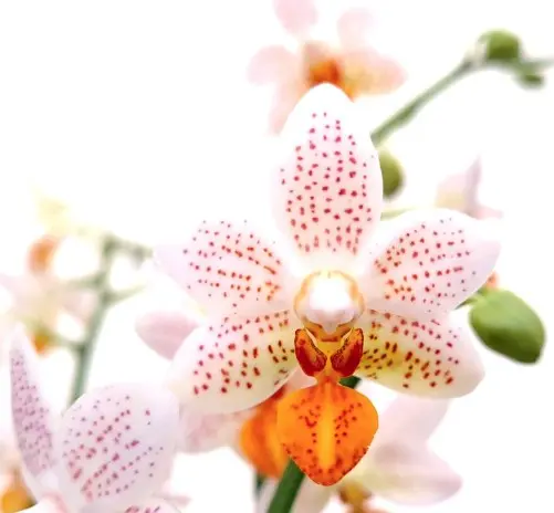 Kuuking 'Minimark' 2-3v P9/40cm