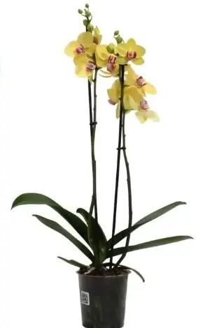 Kuuking 'Miraflore' 2v P12/65cm