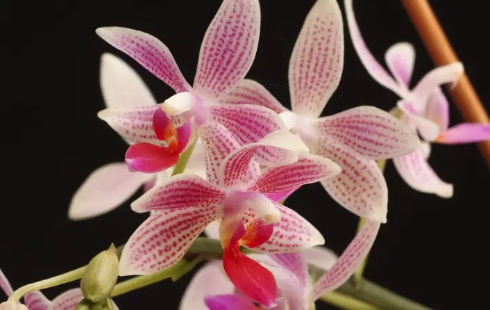 Kuuking 'Phal maculata x equestris'