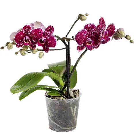 Kuuking 'Spirit Red' 2v P12/45cm