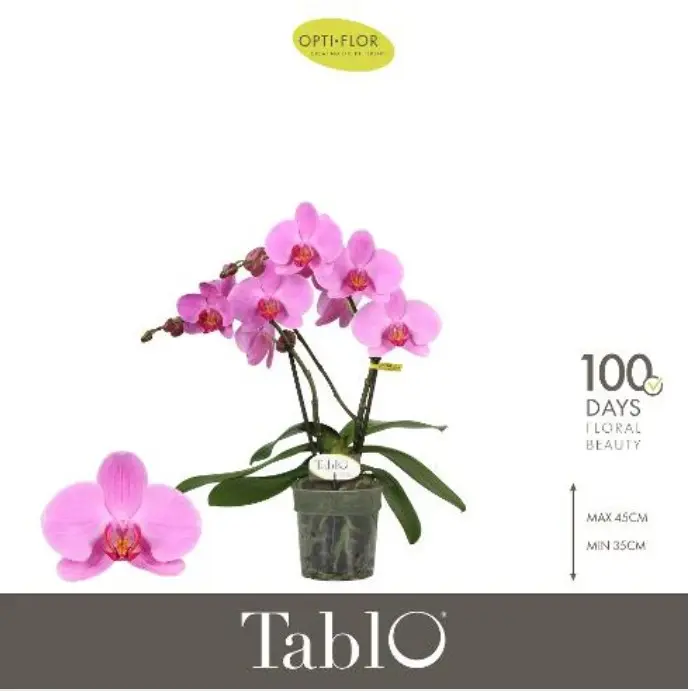 Kuuking 'Tablo Pink Lady' 2v P12/40