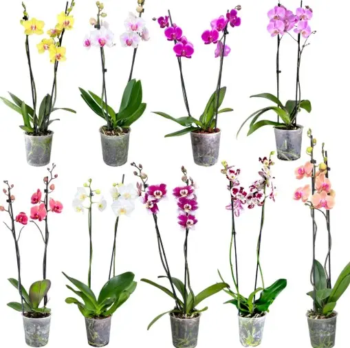 Kuuking 'VG Orchids' mix 2v P12/55cm