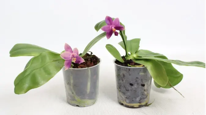 Kuuking 'Violet Stripe' P9/10cm
