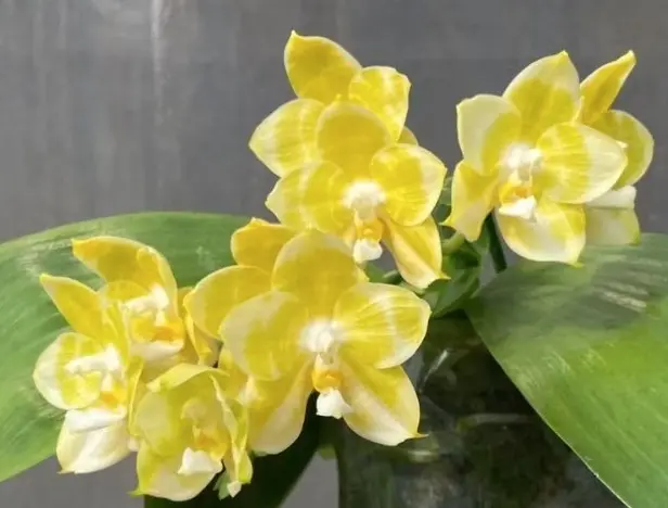 Kuuking 'Yellow Dragon' 3v P12/45cm