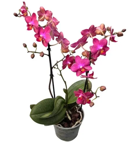 Kuuking Aromio 'Floral' 2v P12/35cm