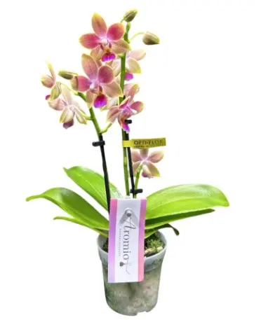 Kuuking Aromio 'Spring' 2v P7/25cm