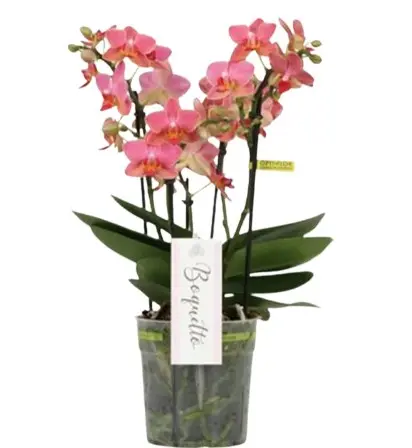 Kuuking Boquetto 'Charme' 3-5v P12/35cm