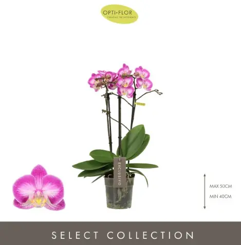 Kuuking Exclusivo 'Cupido' 2v P12/45cm