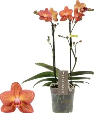 Kuuking Exclusivo 'Eos' 2v P12/45cm