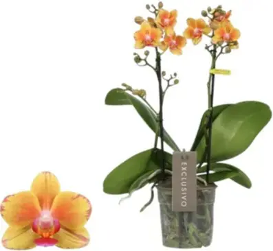 Kuuking Exclusivo 'Juno' 2v P12/45cm