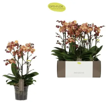 Kuuking Exclusivo 'Monaco Gold' 2v P12/45cm
