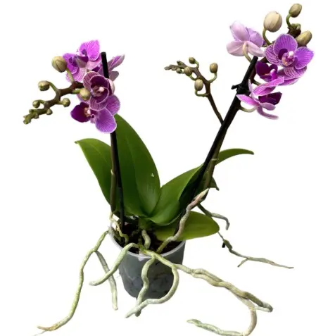 Kuuking Exclusivo 'Violet Queen' 2v P12/45cm