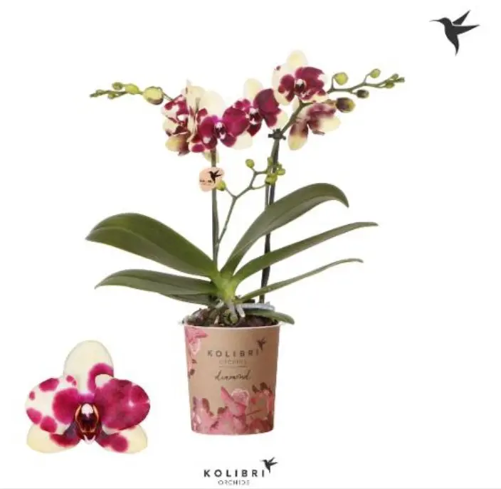 Kuuking Kolibri Multiflora Purple/Yellow 2v P9/40cm