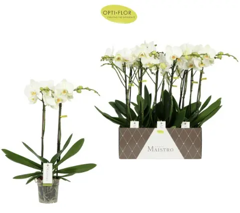 Kuuking Maistro 'Bach' 2v P12/60cm