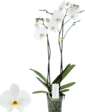 Kuuking Maistro 'Beethoven' 2v P12/60cm