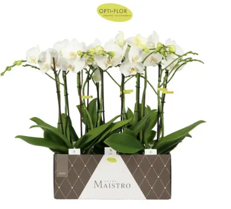 Kuuking Maistro 'Mozart' 2v P12/60cm