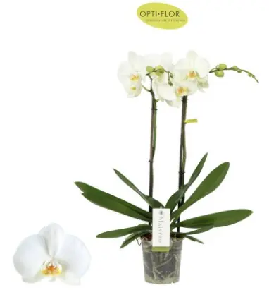 Kuuking Maistro 'Verdi' 2v P12/60cm