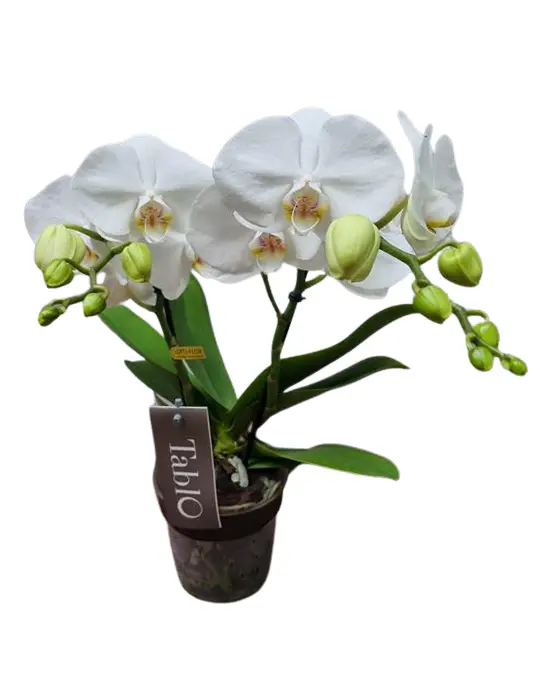 Kuuking Multiflora 'Optiflor White' 2v P12/45cm