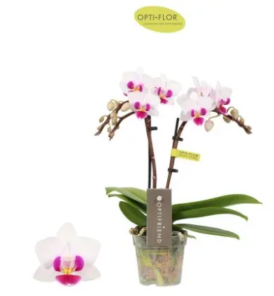 Kuuking Optifriend 'Alice' 2v P7/25cm 
