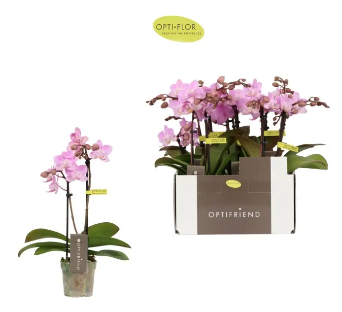 Kuuking Optifriend 'Lieke' 2v P7/25cm