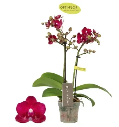 Kuuking Optifriend 'Lola' 2v P7/25cm
