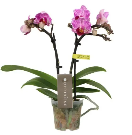 Kuuking Optifriend 'Lotte' 2v P7/25cm