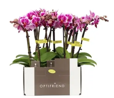 Kuuking Optifriend 'Nikki' 2v P7/25cm