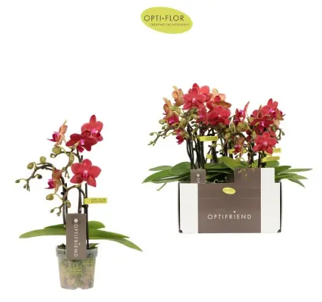 Kuuking Optifriend 'Rosa' 2v P7/25cm