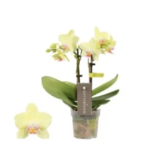 Kuuking Optifriend 'Suzy' 2v P7/25cm