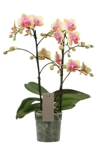 Kuuking Optimost 'Belle Helene' 2v P12/35cm 