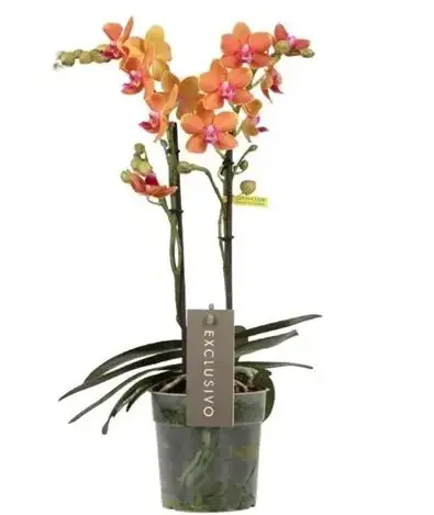Kuuking Optimost 'Paprika' 2v P12/45cm