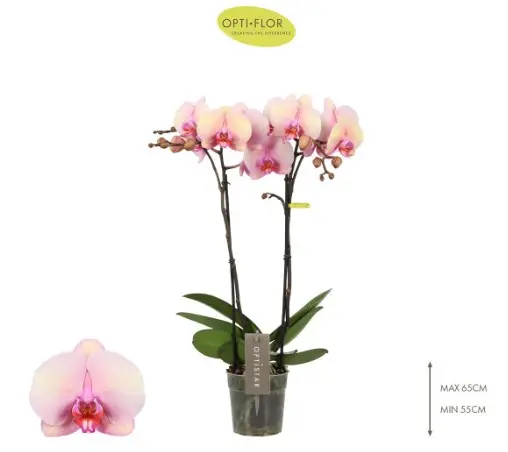 Kuuking Optistar 'Adele' 2v P12/60cm 