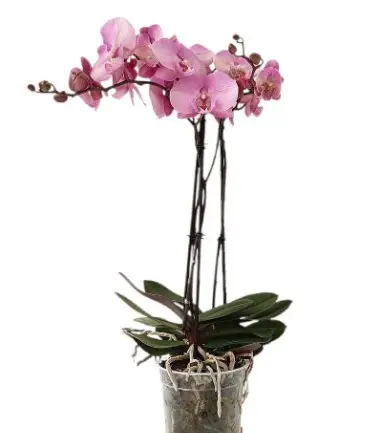 Kuuking Optistar 'Madonna' 2v P12/60cm 