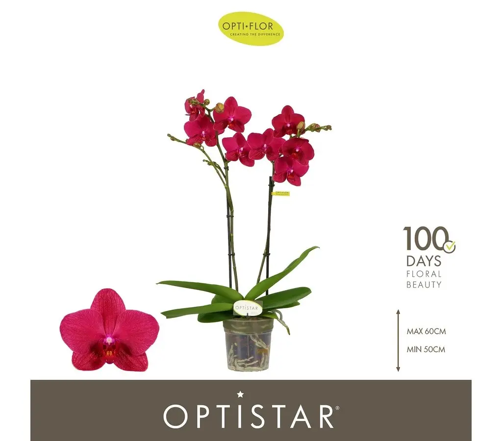 Kuuking Optistar 'Travolta' 2v P12/60cm 