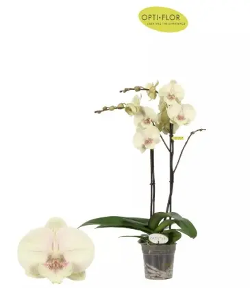 Kuuking Optistar 'Turner' 2v P12/60cm 