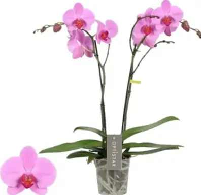 Kuuking Optistar 'Yoko' 2v P12/60cm 