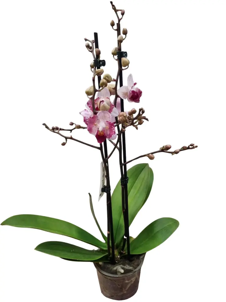 Kuuking Phalaenova Dark pink/white 2v P12/45