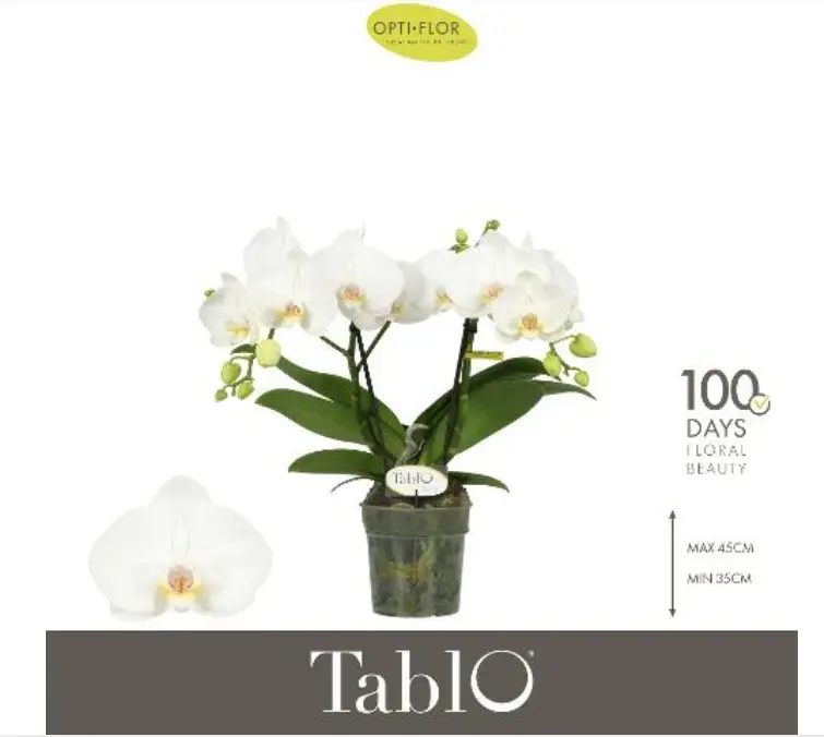Kuuking Tablo 'Champagne' 2v P12/40cm