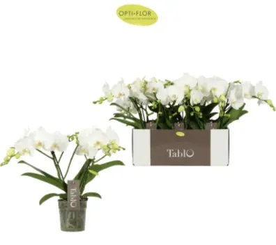 Kuuking Tablo 'Champagne' white 2v P12/40cm