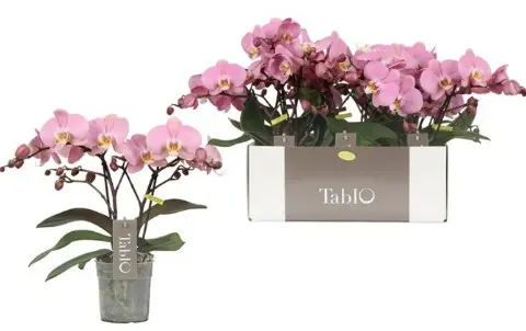 Kuuking Tablo 'Cosmopolitan' 2v P12/40cm