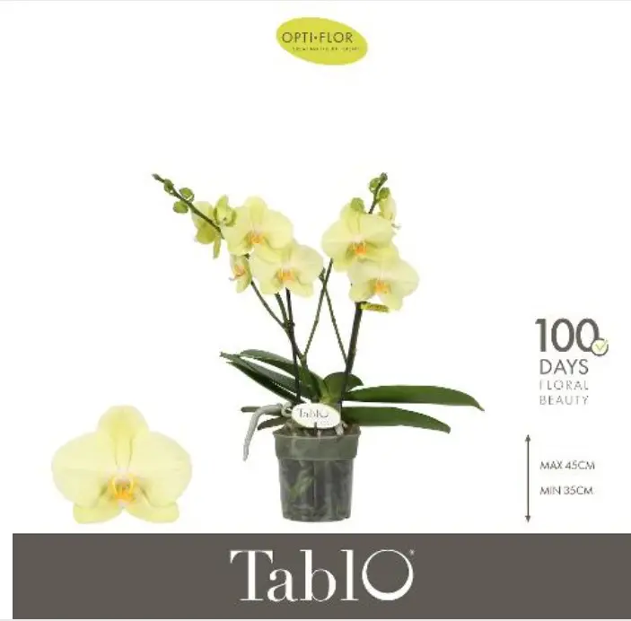 Kuuking Tablo 'Limoncello' 2v P12/40cm