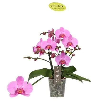 Kuuking Tablo 'Pink Lady' 2v P12/40cm